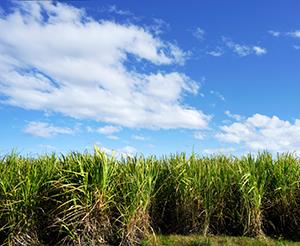 LAS professor of plant biology Stephen Long is leading an initiative to turn sugarcane into a more productive, cold-tolerant, oil-rich crop.