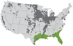 The researchers' goal is to meet 147 percent of the U.S. mandate for renewable fuels by growing modified sugarcane on abandoned land in the southeastern U.S. (about 20 percent of the green zone on the map). (Graphic courtesy of Stephen Long.)
