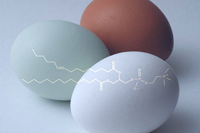 Phosphatidylcholine is present in egg yolks, peanuts, fish and organ meats like liver. (Graphic by Diana Yates.)