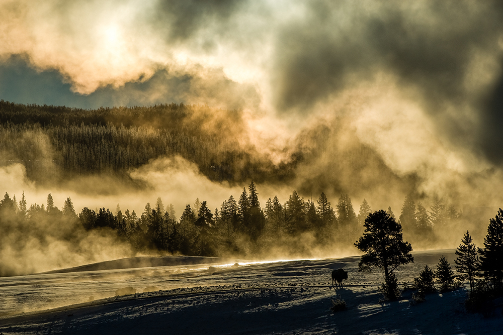 Steam from an Old Faithful eruption is more spectacular in winter because of the direct contact between the steam and the cold air. There is a silhouette of a bison cow absorbing the heat from the morning sun below the steam cloud. (Photo by Tom Murphy.) 