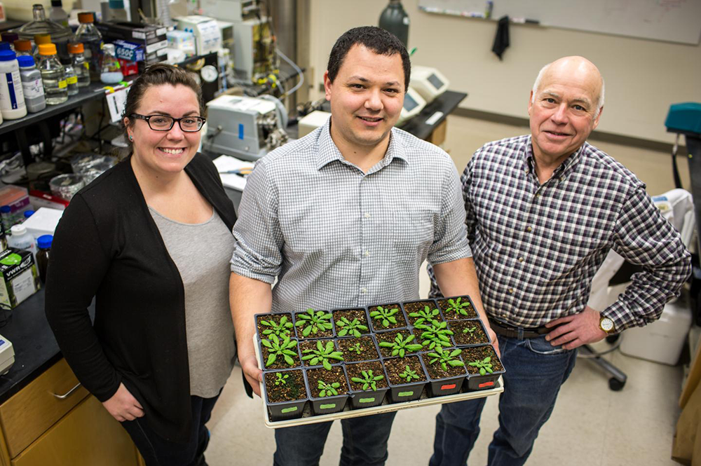During photosynthesis in C3 crops, such as wheat and rice, the enzyme Rubisco will react with oxygen (instead of carbon dioxide) creating a plant-toxic compound that must be recycled, wasting energy. University of Illinois researchers -- including USDA/ARS scientist Paul South (center), USDA/ARS scientist Don Ort (right), and Amanda Cavanagh -- report in Plant Cell the discovery of a key protein in this process, which they hope to manipulate to increase plant productivity.