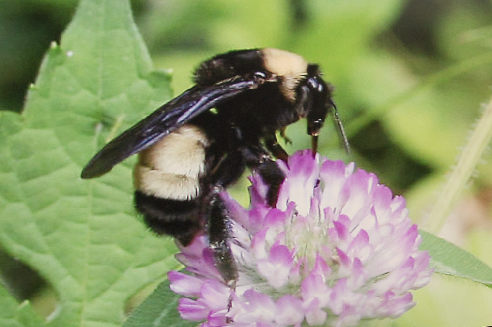A grant from the U.S. Department of Agriculture will fund research at Illinois that explores why populations of insect pollinators continue to fall. 