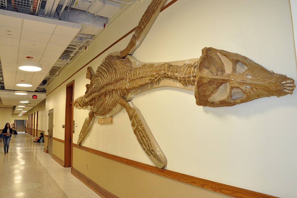 Some features, such as this display of a plesiosaur, were preserved from the old building and reinstalled during the renovation. 