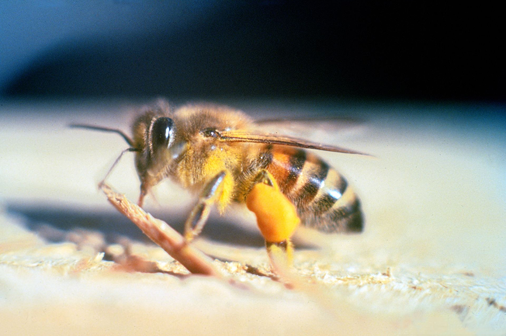 Study reveals that Africanized bees in Puerto Rico have evolved into a gentler insect. (Photo by Jeffrey W. Lotz, Florida Department of Agriculture and Consumer Services.) 