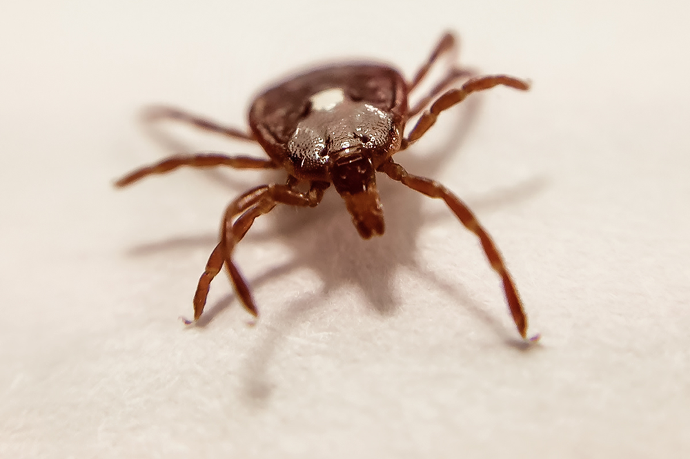 Ticks are the 2018 Insect Fear Film Festival theme, despite the fact that they are not insects but arachnids. Festival founder and entomology professor May Berenbaum chose ticks because, as global disease vectors, it is important for people to understand them. This image of a female Lone Star tick was produced using a scanning electron microscope.
(Photo by Tanya Josek.)
