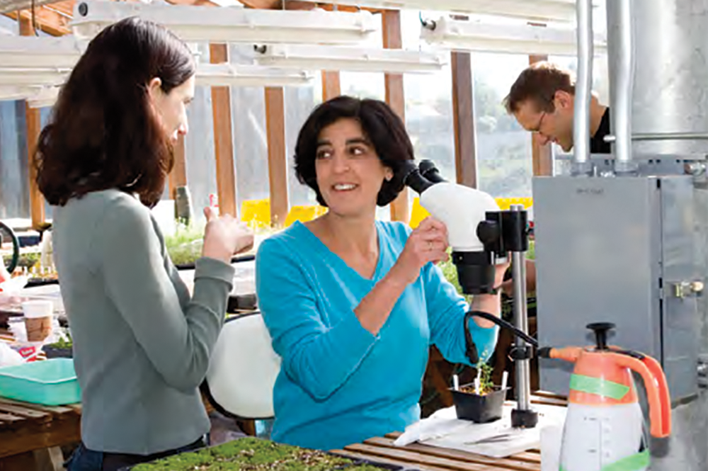 Professor Joanne Chory, right, examines plants in a greenhouse with postdoctoral researcher Sigal Sivaldi-Goldstein in approximately 2008. (Image courtesy of Salk Institute for Biological Studies.) 