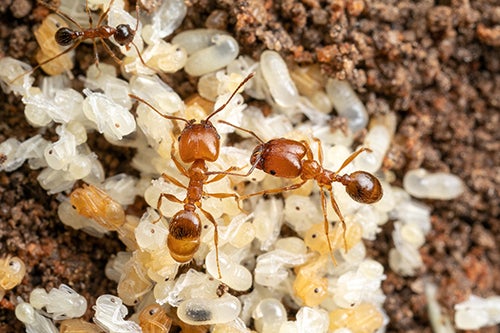 Leaf-litter ants with eggs
