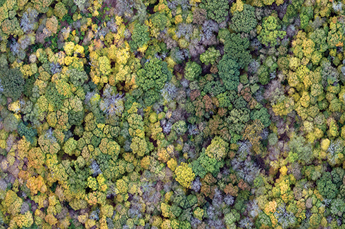 Drone image of Trelease Woods