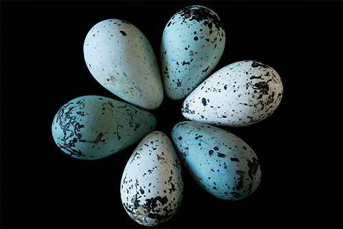Mark Hauber demonstrated how the unique conical shape of thick-billed murre eggs help prevent them from rolling out of nests. (Photo by L. Brian Stauffer.) 