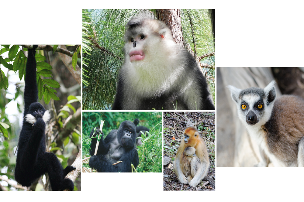 Endangered nonhuman primates include, clockwise from top center, the black and white snub-nosed monkey (photo: Paul Garber), the ring-tailed lemur (photo: Matthias Appel), the golden snub-nosed monkey (photo: Paul Garber), the mountain gorilla (photo: Ruggiero Richard) and the northern white-cheeked gibbon (photo: Fan Peng-Fei).