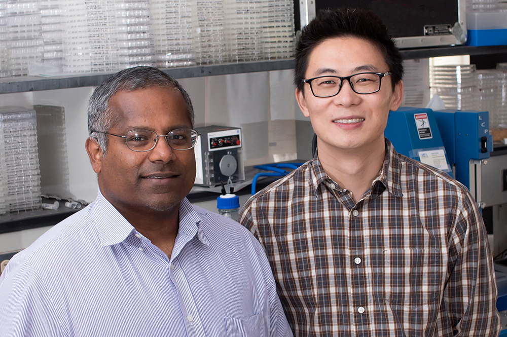 Biochemistry professor Satish Nair, left, postdoctoral researcher Shi-Hui Dong and their colleagues discovered a mechanism by which bacteria signal one another to become more virulent. The researchers hope to manipulate this pathway to treat disease.
