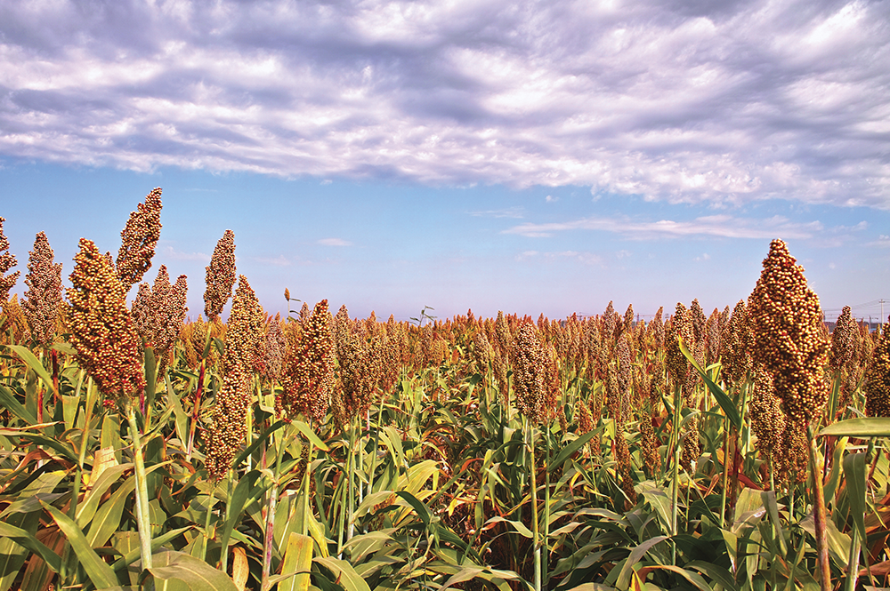 Sorghum is one of the most efficient crops in conversion of solar energy and use of water, making it an ideal crop to target for research and improvement. (Image courtesy of Donald Danforth Plant Science Center.) 