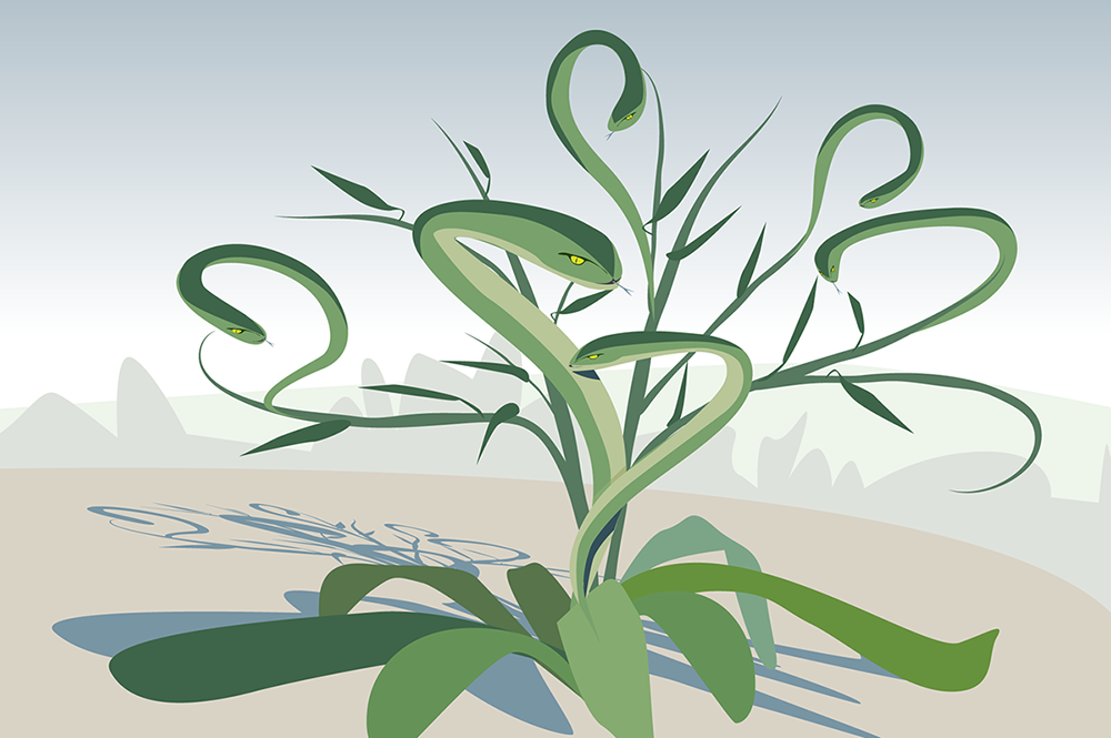 Like a mythical Hydra, some plants grow bigger and boost their chemical defenses after being clipped. (Illustration by Julie McMahon.)