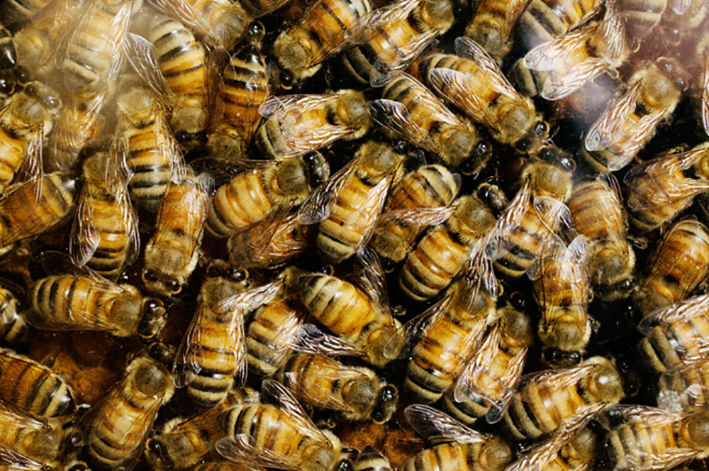 Fungicides are among the top contaminants of honey bee hives and can interfere with the ability of the bees to metabolize other pesticides. (Photo by L. Brian Stauffer.) 