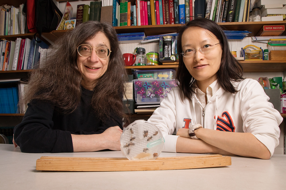 Entomology professor May Berenbaum, left, and postdoctoral researcher Ling-Hsiu Liao found that honey bees have a slight preference for food laced with the fungicide chlorothalonil at certain concentrations. (Photo by L. Brian Stauffer.) 