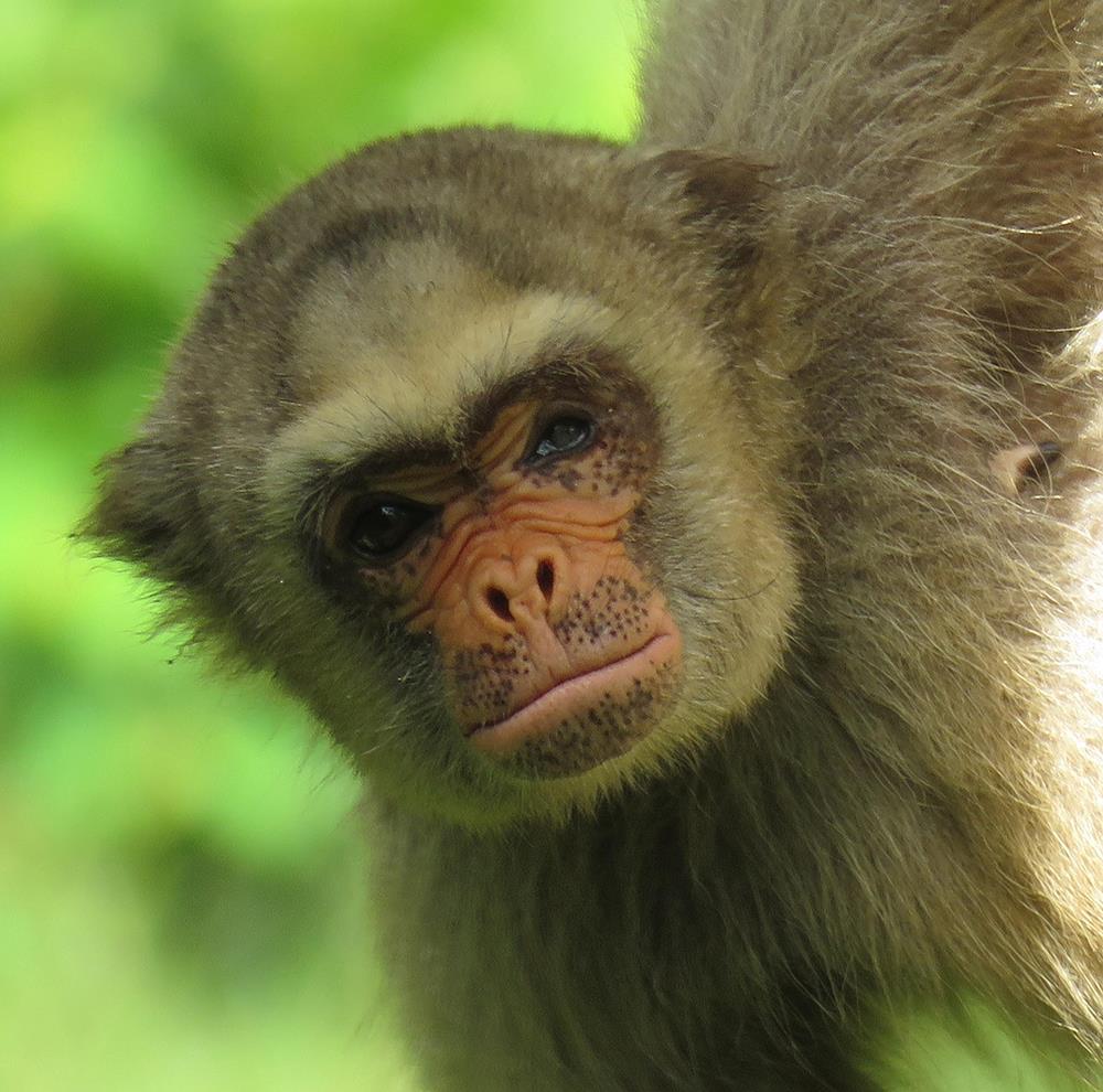 Primates such as this northern muriqui in Brazil is critically endangered, according to authors of a new study. (Photo by Raphaella Coutinho.) 