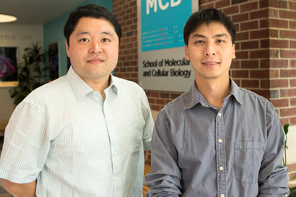 Research scientist Kwan Young Lee, left, molecular and integrative physiology professor Nien-Pei Tsai, and their colleagues discovered that an overabundance of the tumor suppressor protein p53 in neurons can lead to impaired regulation of neuronal excitability in a mouse model of Fragile X syndrome. (Photo by Steph Adams.) 