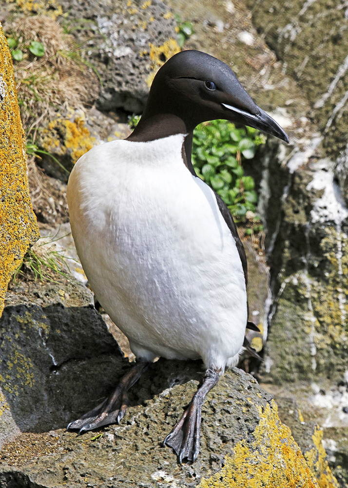 A thick-billed murre. (Photo by Michael Jeffords and Susan Post.) 