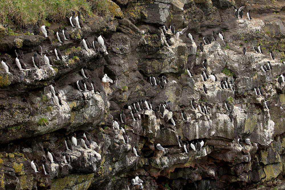 Thick-billed murres next on narrow cliffside ledges and lay extremely pointed eggs. (Photo by Michael Jeffords and Susan Post.) 